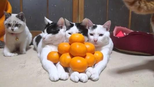 猫吃橘子皮会死吗 