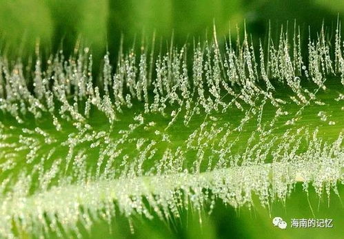 海南热带雨林国家公园图鉴 