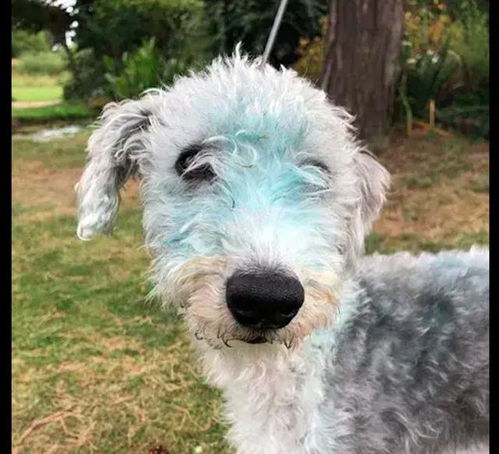 主人忘把油画颜料收起来了,回来就看见狗狗变成了蓝色,蓝精灵