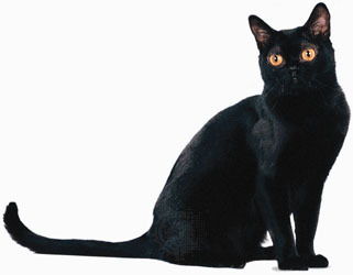 哪些品种的猫 有纯白 纯黑 这种纯色的 品种要好的昂 