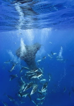 数千马鲛鱼簇拥抱团抵抗海豚鲨鱼攻击 