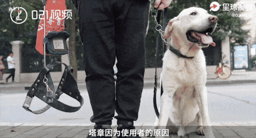 正常人可以养导盲犬吗(正常人可以养导盲犬吗视频)