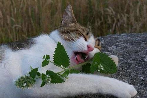 最受欢迎的 毒品 ,猫薄荷木天蓼为什么对猫吸引力这么大