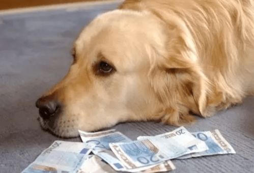 你知道养狗还要交税吗