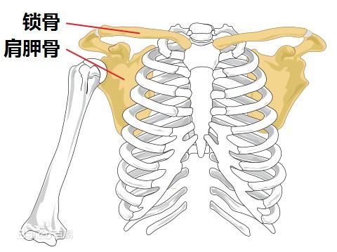 琵琶骨是指人体那个位置 