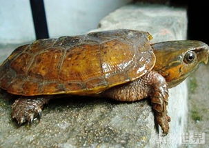 乌龟的寿命有多长,世界上最长寿的乌龟