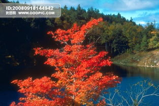 秋天秋季枯木落叶树叶树木枫树枫叶红叶 米粒分享网 Mi6fx Com