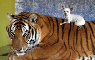 人与动物之间的信任,温顺的大老虎