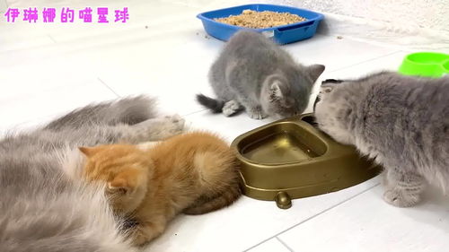 一窝小猫都在认真吃猫粮,领养小猫 傻不傻,猫粮哪有奶好吃 