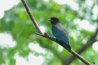 黑头蓝绿身子的鸟,这是什么鸟 