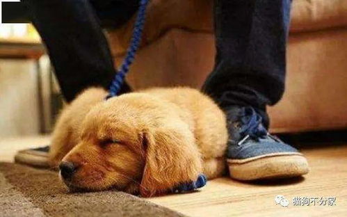 狗狗为什么那么喜欢趴在你脚下睡觉