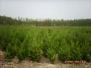 甘肃樟子松 油松 云杉基地 武威市林木种苗繁育基地 武威市林业科学研究院 