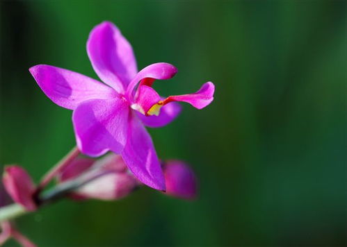 这7句花朵摄影口诀,帮你手机拍花更好看,参照例图拍起来吧