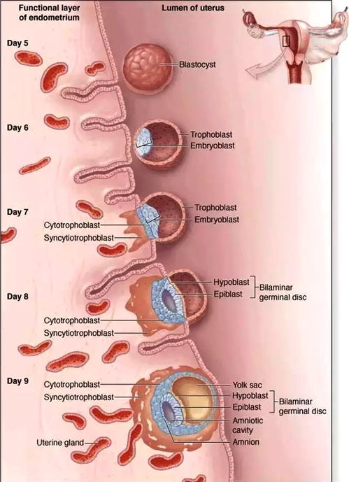 胚胎移植成功不等于怀孕,验血前这几天需要注意什么问题