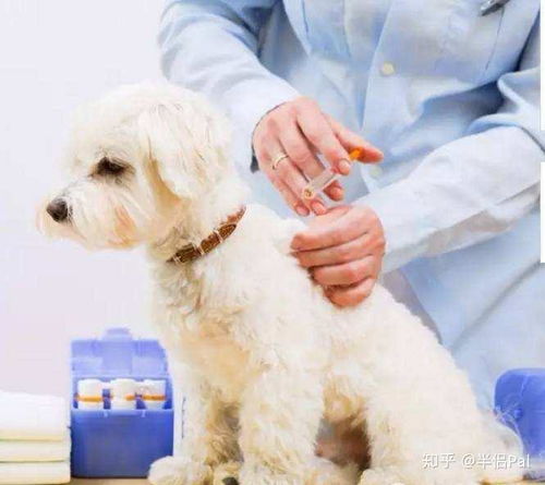 狗狗疫苗接种后的注意事项是什么 