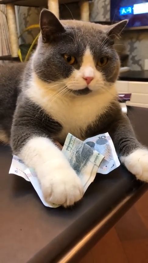猫咪 这是我买小鱼干的钱 不要碰 网友 守财奴 