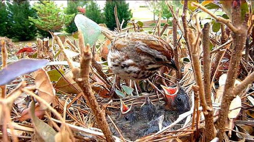 幼鸟从鸟窝掉出来,鸟妈妈怎么把它放回窝看完涨知识了 