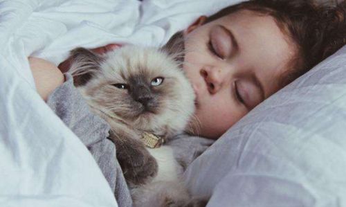 猫咪为什么喜欢钻被窝和人一起睡