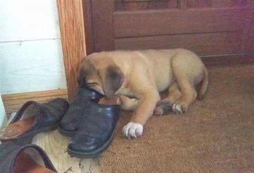 狗子为什么总爱把嘴塞进人的臭鞋里 原因居然有点可爱
