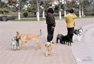 淮北市养犬管理办法 征求意见稿发布,有啥意见往这投 