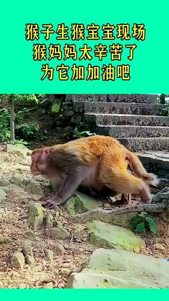 猴子生猴宝宝现场,猴妈妈太辛苦了,为它加加油吧 