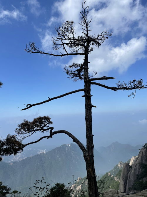 都给我去九华山求姻缘 