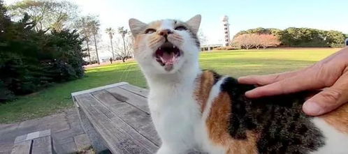 网友在公园偶遇一只猫,那猫一叫,又唤来了两只猫 