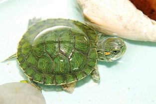 这种乌龟是什么乌龟改放在水里养还是不放水养该吃什么我在海南乌龟不会冬眠吧 