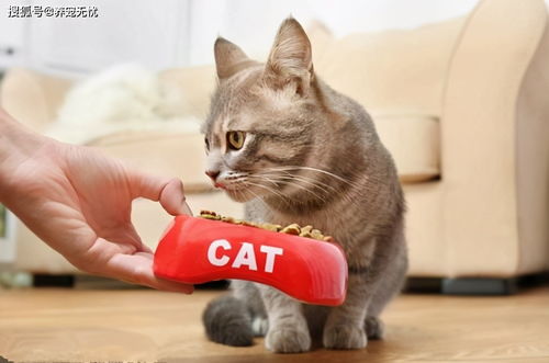 猫不爱吃东西的原因,猫贪吃的原因,猫吃完后吐猫粮的原因,都有哪些