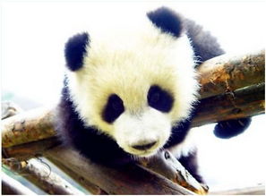 魔兽世界为熊猫宝宝征名 入选得国服典藏版 