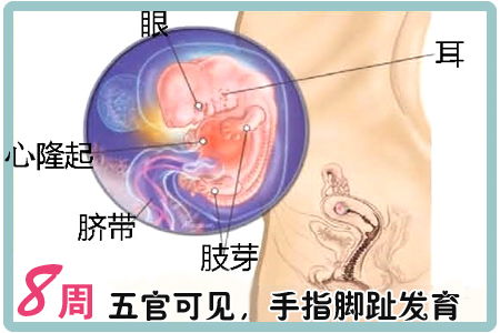 胎儿第三十二周的发育情况