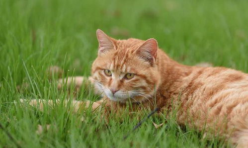 网友捡到一只可怜的流浪橘猫,意想不到 被它打过12年