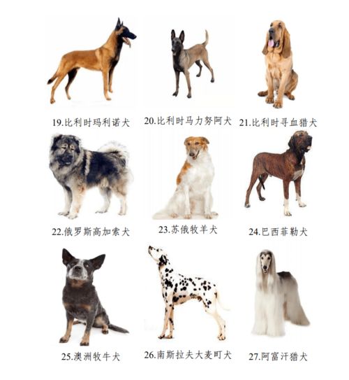 在汉中,这些狗不能养 禁养犬种图样