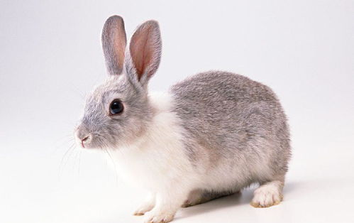 想养小白兔只能吃兔粮吗 这些食物也可以喂给它