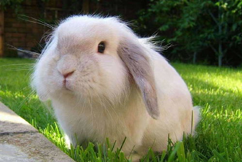 荷兰垂耳兔如何饲养,荷兰垂耳兔饲养注意什么,荷兰垂耳兔好养吗