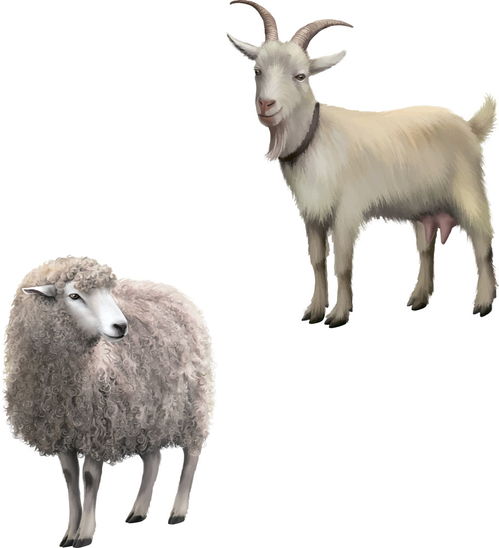 生肖属羊人2020年全年运程 恋爱运哀痛 身段出问题