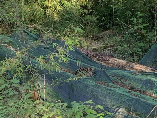 瓦屋山首次发现国家二级重点保护野生动物豹猫
