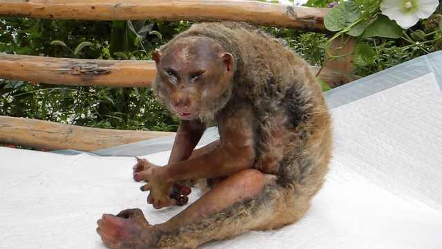 蜂猴被高压电电伤,疑被人违法饲养 