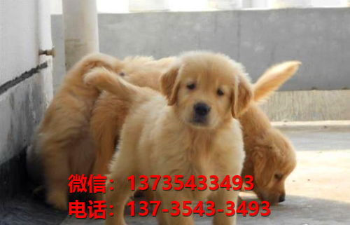 宜昌宠物狗犬舍出售纯种金毛犬买狗卖狗地方在哪有狗市场