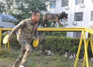 训犬师职业的就业前景怎么样