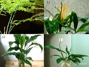 常见20种净化空气的室内植物 