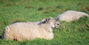 十个养羊九个亏,为什么养羊不赚钱 牧羊人 养羊怕 3换