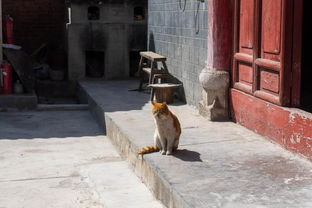 古人养猫很讲究,下聘书还要给彩礼,猫奴自古有之