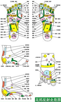 足疗反射区挂图 图片搜索