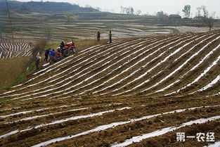 陕西淌泥河 科技助旱塬地膜玉米增产