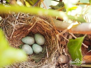在家里制作一个鸟蛋孵化器并完成蛋的孵化