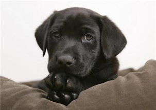 黑色的拉布拉多,黑色的拉布拉多犬多少钱一只