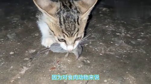 猫为什么喜欢吃老鼠 