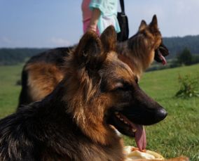 德国牧羊犬寿命是多长 德国牧羊犬延长寿命方法有哪些