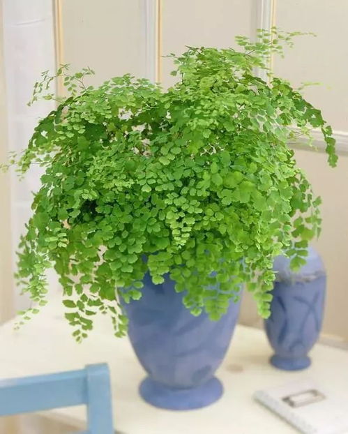 百科库丨这16种植物生长不需要阳光,非常适合室内种植